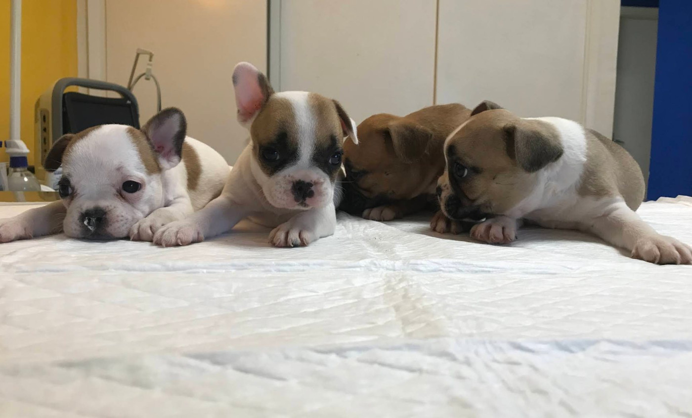 Chiots bouledogues français en observation